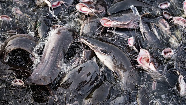Fish 1
