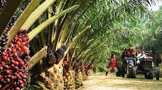 oil palm plantations