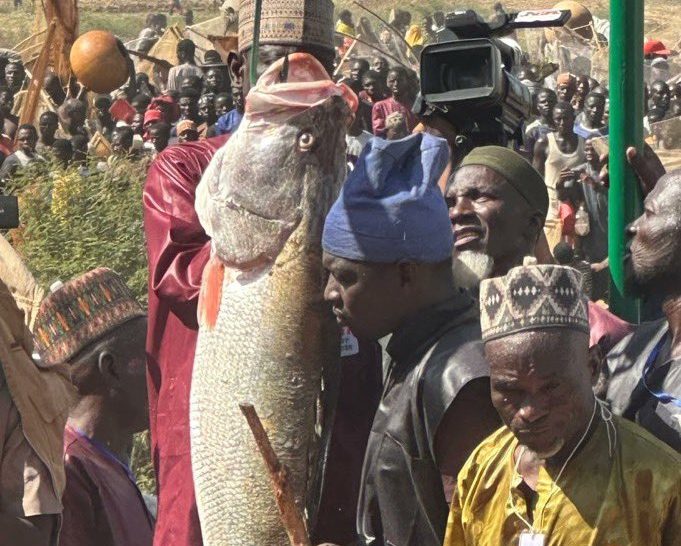 Argungu Fishing Festival catch e1771134618461