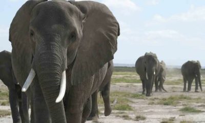 Elephants 768x512 1 1