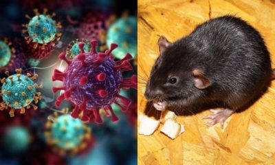 Hantavirus 599x340 1