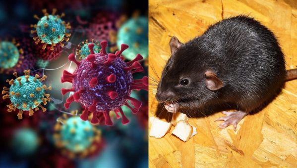 Hantavirus 599x340 1